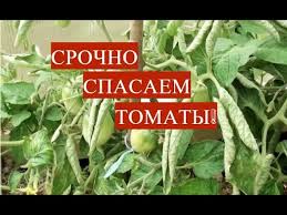 юлия миняева во саду ли в огороде новое 2019 Srochno Spasaem Tomaty Pochemu Skruchivayutsya Listya U Tomatov I Chto Delat Youtube
