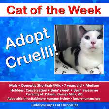 Adopt Cruelli Cat Help Cats Adoption