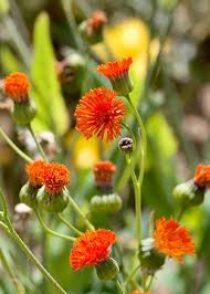 Image result for Emilia coccinea