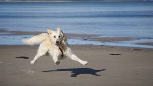 Maybe you would like to learn more about one of these? Die Schonsten Hundestrande An Der Nordsee Tipps Fur Den Urlaub Mit Hund Am Meer
