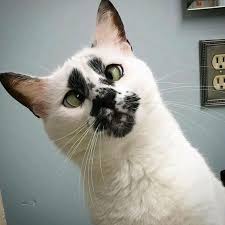 Black And White Cat With Green Eyes Silly Cross Eyed Black And White Cat With Green Eyes Derpy Cats Beautiful Cats Cute Cats