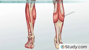 Not to be confused with quadratus femoris. Leg Muscles Anatomy Support Movement Video Lesson Transcript Study Com
