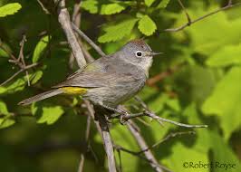 Image result for Vepris rogersii