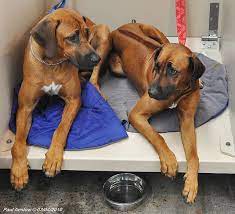 Rhodesian Ridgebacks Rhodesian Ridgeback Rhodesian Ridgeback Dog Huge Dogs
