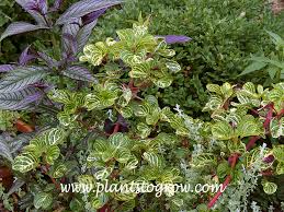 Image result for Iresine