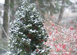 And more importantly, color that will last all year long! Twenty Evergreen Shrubs For Non Stop Color Hgtv