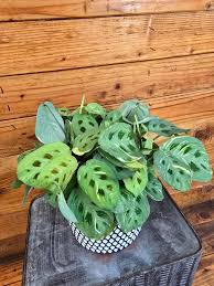 Image result for maranta