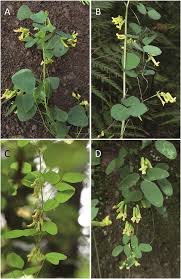 Image result for Dumasia