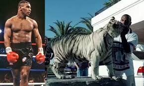 Mike tyson is known for his elaborate lifestyle, so it's no surprise the boxing champ has spent thousands of dollars on exotic animals. I Regret Having A Lion And Tiger As Pets Boxing Legend Mike Tyson