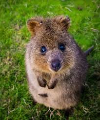 Is There Any Animal Which Begins With Letter Q Quora