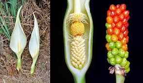 Image result for Araceae