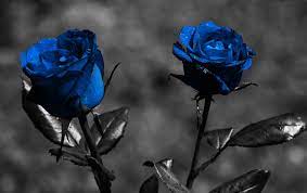 Download hd wallpapers for free on unsplash. Top Blue Rose Wallpaper Hd Download Download Wallpapers Book Your 1 Source For Free Download Hd 4k High Quality Wallpapers