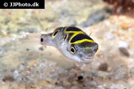 Sexual dimorphism can only be seen from an older age. Aquariumphoto Dk Category Pufferfish Freshwater Image Dichotomyctere Ocellatus 6