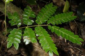 Image result for Albizia adianthifolia × gummifera