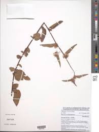 Image result for Melochia melissifolia