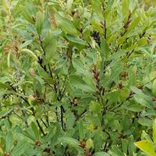 Image result for Myricaceae