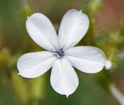 Image result for Plumbago zeylanica