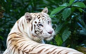 Create a comprehensive strategy to save tigers. The Tragedy Of The White Tiger Idea Huntr