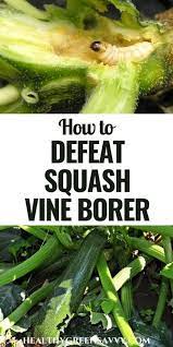 June 13 at 10:49 am copy link of a comment. Squash Vine Borer Prevention And Control Methods To Save Your Squash