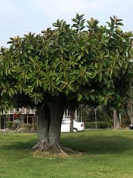 Image result for Ficus elastica