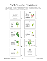 6 09 Plant Anatomy Lesson Plan Download Plant Lessons Education Lesson Plans Agriculture Education Lessons