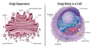 Golgi Apparatus Definition Structure Functions And Diagram In 2021 Eukaryotic Cell Animal Cell Cell Organelles