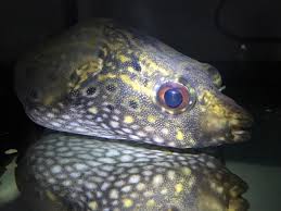 One of the smallest and most peaceful of all freshwater puffers, the spotted congo or schoutedeni puffer is found in stretches of the middle congo river in central africa. Puffer Shipment The Planted Tank Forum