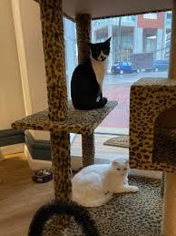 Adrianuzca´s Cat Café - Punta Del Este Restaurant - HappyCow