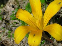 Image result for Romulea camerooniana