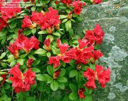 Plantfiles Picture 3 Of Dwarf Rhododendron 39 Scarlet Wonder Rhododendron Pictures Plants