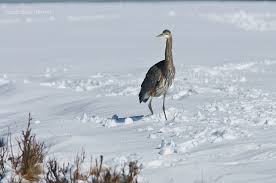 Blue Birds Of Central Oregon Great Blue Herron Via Jack N Jill Net Bird Photography Black Butte Butte