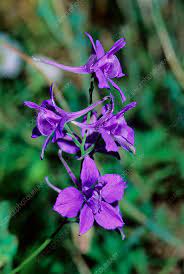 Larkspur Consolida Ambigua Stock Image B640 1427 Science Photo Library