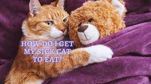 There are ways to get your sick cat to eat. How To Get Sick Cat To Eat Ways To Stimulate My Cat S Appetite