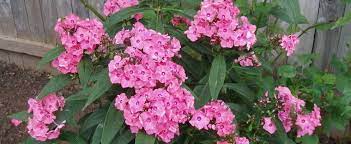 It is said to grow best in full sunlight. Phlox Garden Phlox Phlox Paniculata Coral Creme Drop