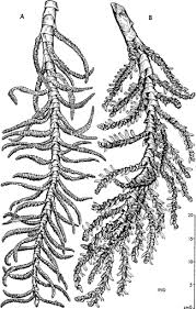 Image result for Raphia ruwenzorica