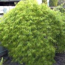 A good looking fire with masses of heat these are hot sticks. Arboretum Species Archives Tree Nursery Uk