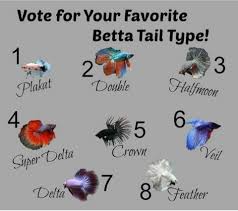Pin By Clarisse Williams On Betta Fish Betta Fish Care Betta Fish Tank Betta Fish Types