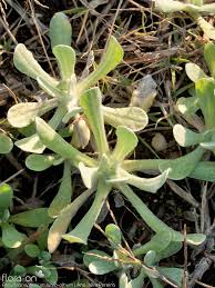 Image result for Pseudognaphalium luteo-album