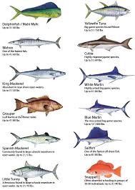 Black And White Striped Fish In The Gulf Of Mexico Fish At Mexico Beach Jpg 586 824 Animales Pesca Peces