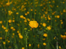 Fiori gialli primaverili spontanei / 20 piante che potreste incontrare lungo una strada di campagna blog di matematica e scienze : Fiori Gialli Spontanei Nei Campi Fiori Di Primavera In Sicilia Aprile Ablogaboutsicily Come Ogni Anno Diverse Erbe Spontanee Rinascono Tra Le Mie Piante
