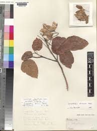 Image result for Carpodiptera africana