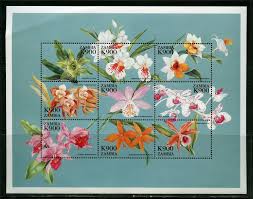 Image result for Polystachya campyloglossa