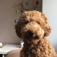 kleinpudel otis puppies cute animals poodle