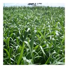 Image result for Urochloa brizantha