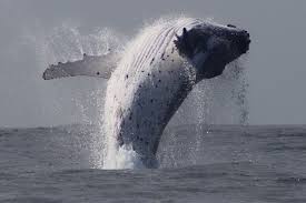 Like all whales, blue whales are mammals and give live birth to very large calves that they nurse for six or seven months. Whale Watching Terrigal Provided By Terrigal Ocean Tours New South Wales Tripadvisor
