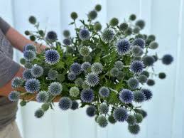 Image result for globe thistle