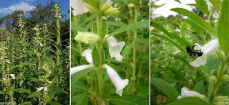 Image result for Sesamum