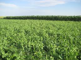 Usda Develops Cover Crop Chart Panhandle Agriculture
