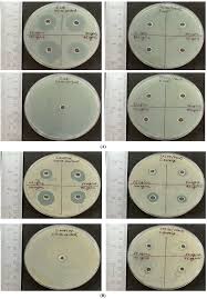 Image result for Trema sp A