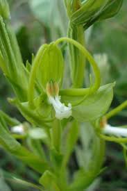 Image result for Habenaria clavata